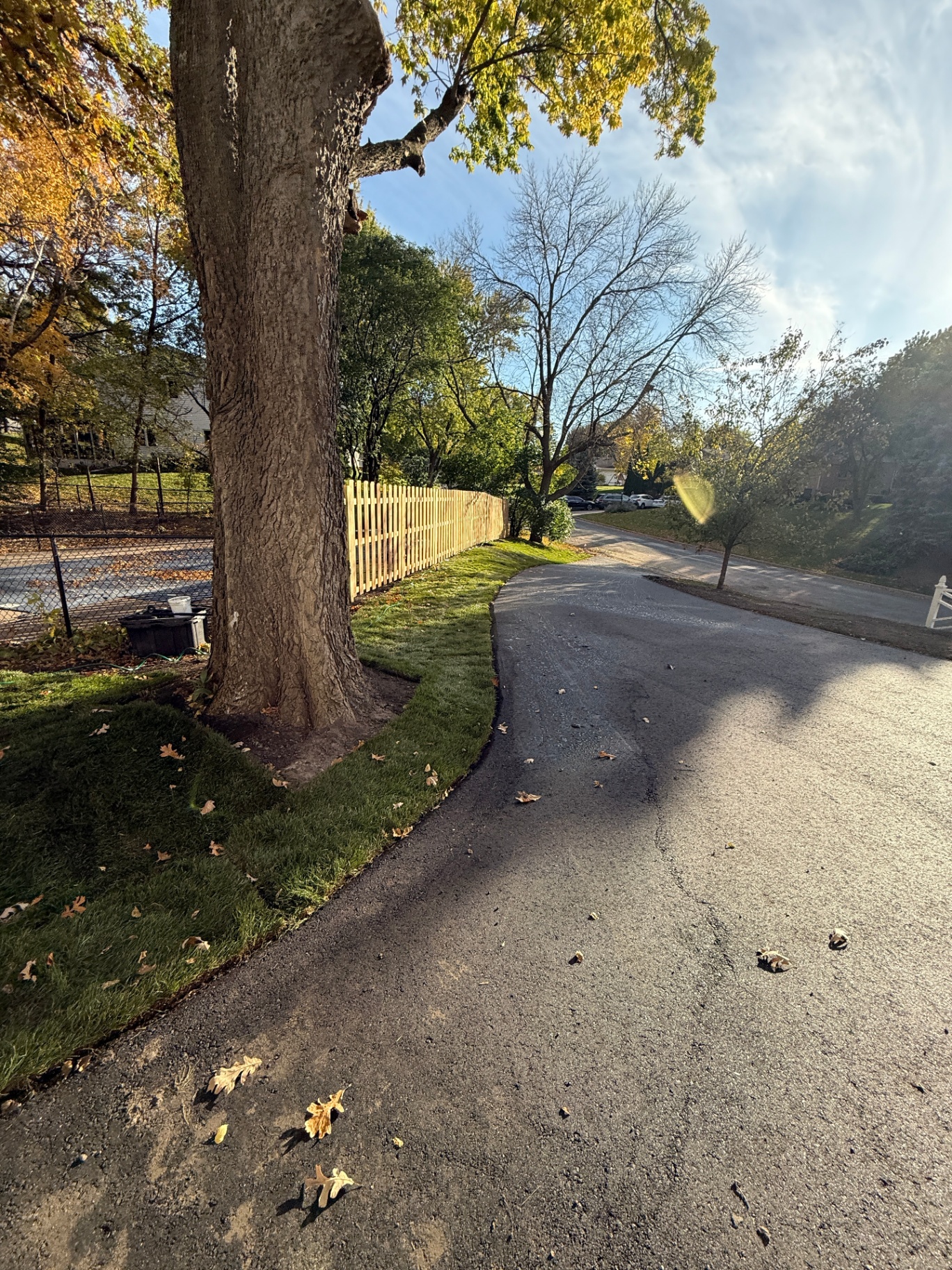 Sweeping curve of new asphalt driveway hugging a mature tree with fresh sod and mulch