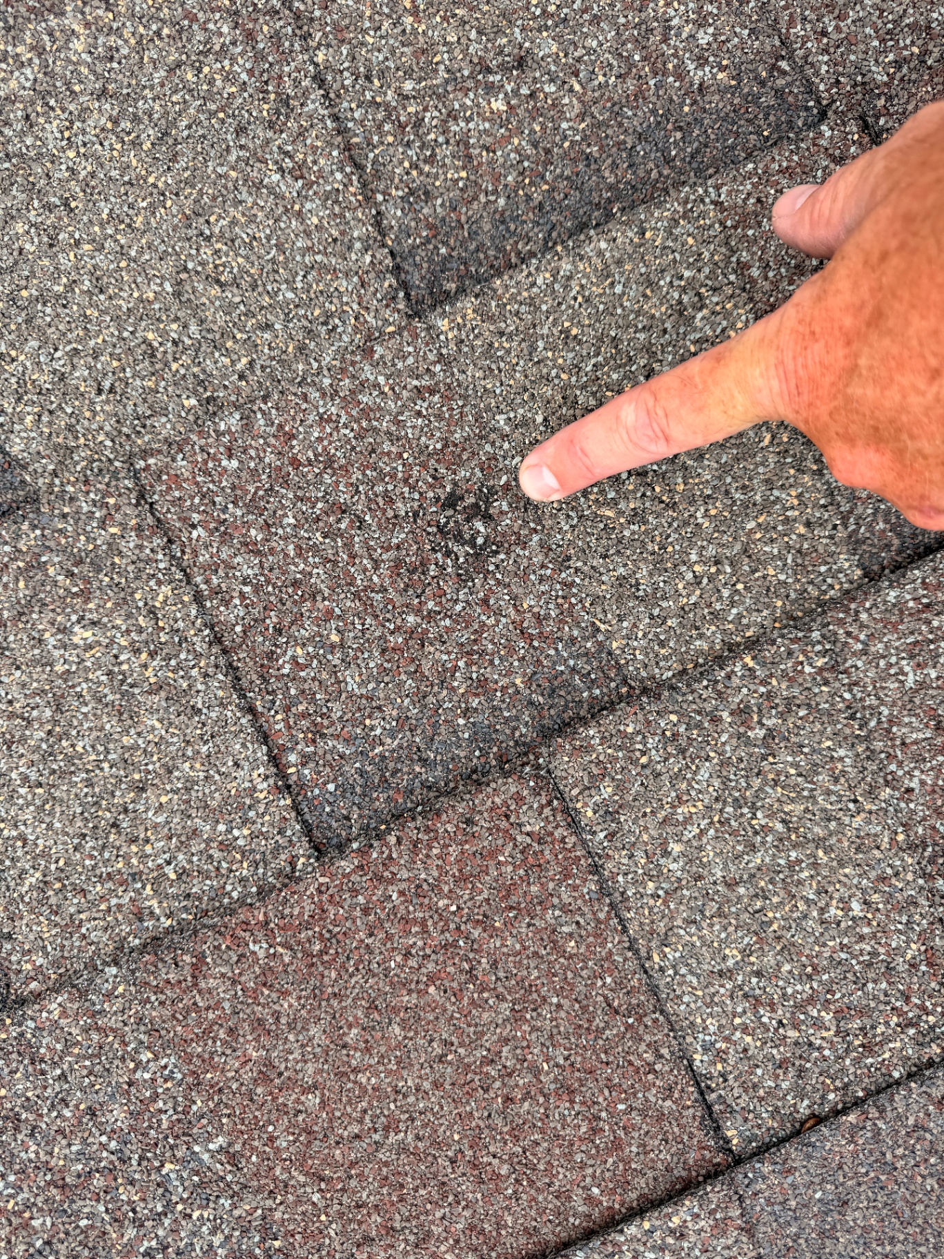 Close-up inspection photo of hail damage on architectural asphalt shingles, with an inspector's finger pointing to a circular hail strike where granules have been knocked loose to expose the dark asphalt substrate