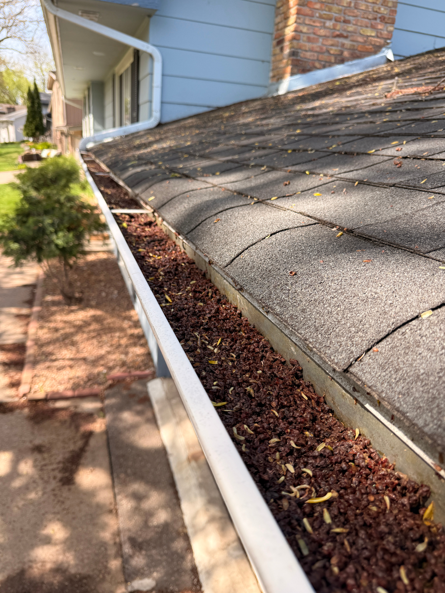 Gutter packed with maple seed pods and debris before cleaning